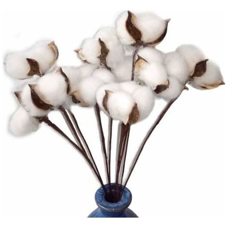 Lot de 30 fleurs de coton séchées avec tige 30 cm – Parfaites pour arrangements floraux – Fleurs naturelles décoratives (1/5)
