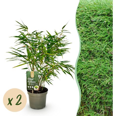 Lot de 2 Bambous Fargesia rufa Non Envahissants Persistants pour Haie et Terrasse - Pot 17cm 60cm - PANGIVO (1/5)