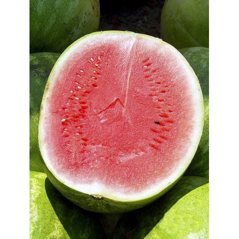 Pastèque 'Crimson Sweet Bio' le sachet de 20 graines (1g) (1/2)