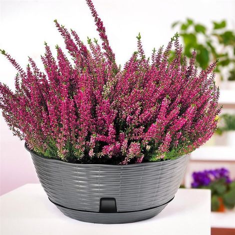 Pot de fleurs "PAGLIA" - Gris Anthracite - D 20 x H 8,5 cm - Livraison gratuite