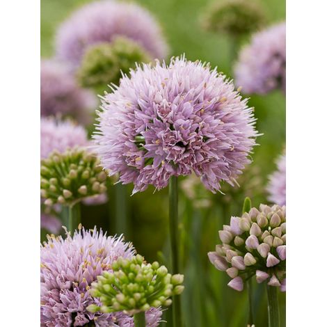 Ail d'ornement 'Lisa Green' Pot de 2L/3L