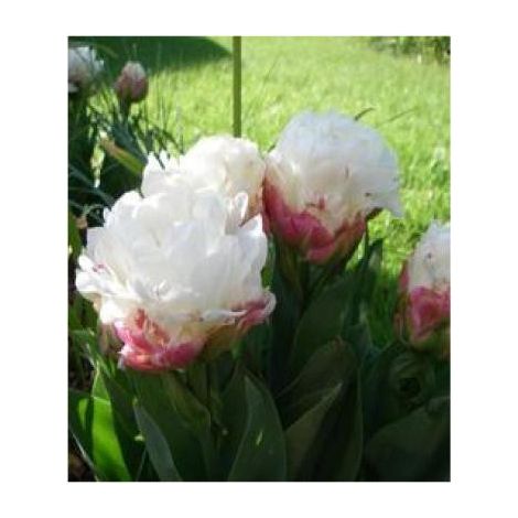 Tulipe 'Ice cream' Bulbe calibre 11+ (par 5) (1/3)