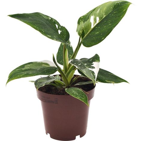 Philodendron White Princess Plante d’Intérieur Feuillage Vert Brillant Pot 12 cm Hauteur 25 cm - PANGIVO (1/4)