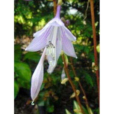 Hosta  'Cherry Berry' Godet de 8/9 cm