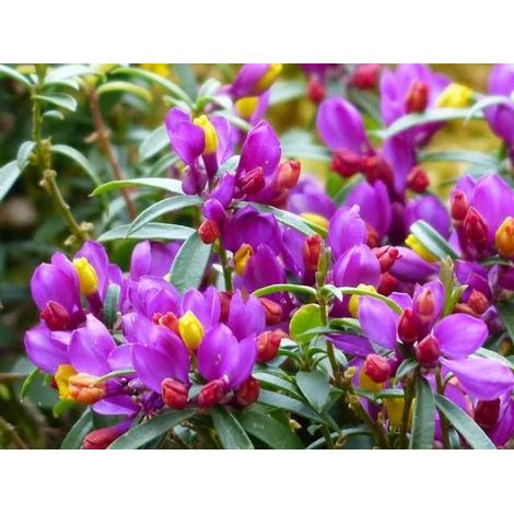 3 cuttings Polygala myrtifolia (the myrtle-leaf milkwort) pink