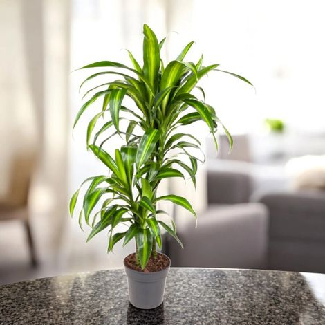 Gardenaria Dracaena fragrans 'Hawaiian Sunshine' - Pianta da interno ornamentale - Altezza: 100/120 cm (vaso20) (1/5)