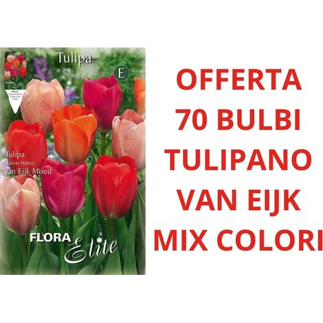 OFFERTA 70 BULBI TULIPANO DARWIN VAN EIJK MIXED BULBS BULBES