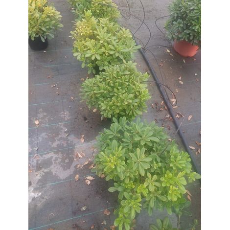 Pittosporum Tobira (1/4)