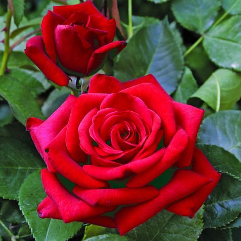 VELVET ALIBI ® Rose - Plante fleurie Royal Photos