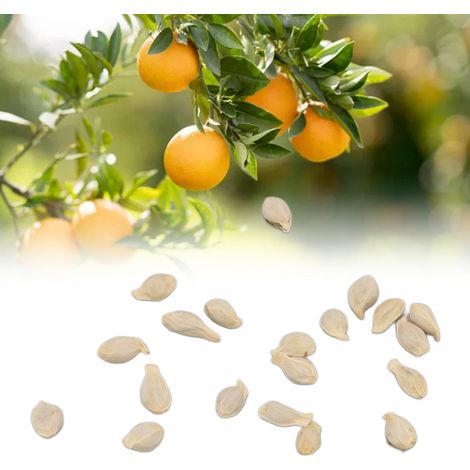 20 graines d'oranger bonsaï comestible pour les légumes du potager (1/5)