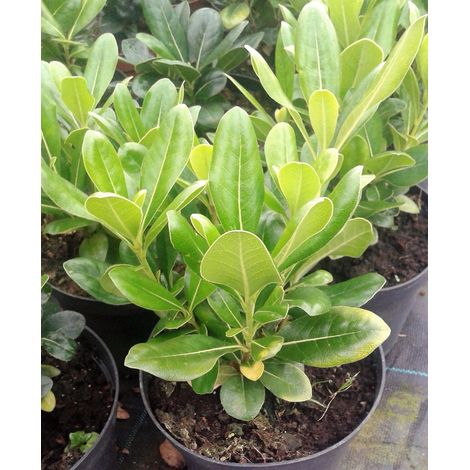 Planta de Pittosporum Tobira. Pitosporo. Altura Planta 30 - 40 Cm