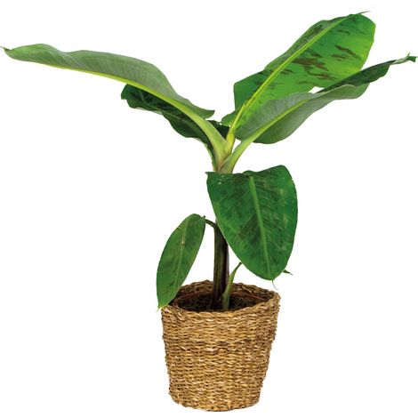 Bloomique - Musa Dwarf Cavendish - Bananier - Plante d’intérieur - Dépolluante - Sans danger pour les animaux - Hauteur 80-100 cm - Panier en jonc de mer 21 cm