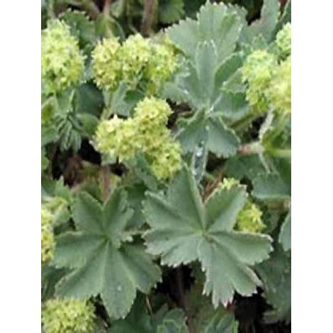 Alchemille erythropoda Godet de 8/9 cm (1/3)