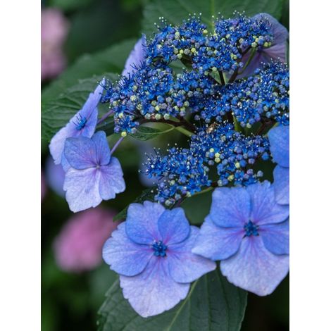 Hortensia 'Blue Bird' Pot de 3L/4L (1/4)
