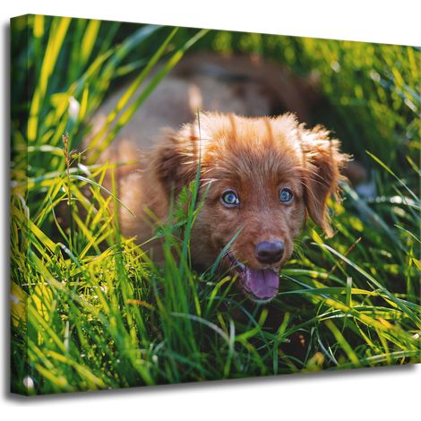 Leinwanddruck „Tiere: Hund im Gras“, 50 x 40 cm