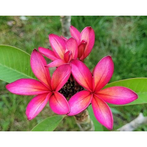 Plante de frangipanier Plumeria 'epic', pot 15cm h 50cm, vraie photo (1/3)