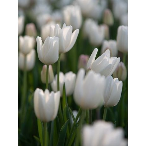 Tulipe Darwin 'Hakuun' Bulbe calibre 12+ (par 10) (1/2)