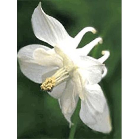 Ancolie 'Snow Queen' Godet de 8/9 cm (1/2)