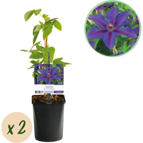 Clématite Mrs. N. Thompson - Lot de 2 Plantes Grimpantes à Fleurs Violettes - Pot 11cm H40cm - PANGIVO (1/4)