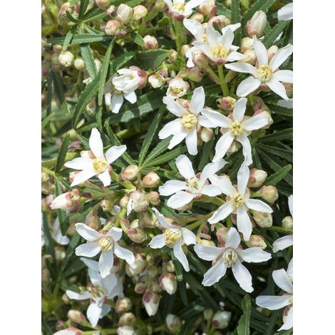Oranger du Mexique 'Little Bee' Pot de 3L/4L