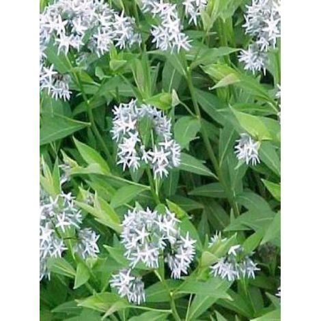 Amsonie tabernaemontana 'Salicifolia' Godet de 8/9 cm (1/3)