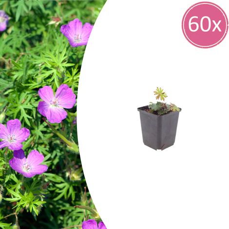 Lot de 60 Géraniums Sanguins Vivaces Couvre-sol Fleurs Rose Vif Pot Ø9cm Hauteur 10-25cm - PANGIVO (1/5)