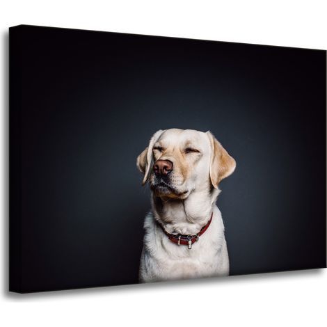 Leinwanddruck Tiere Hund Schwarzer Hintergrund 70x50