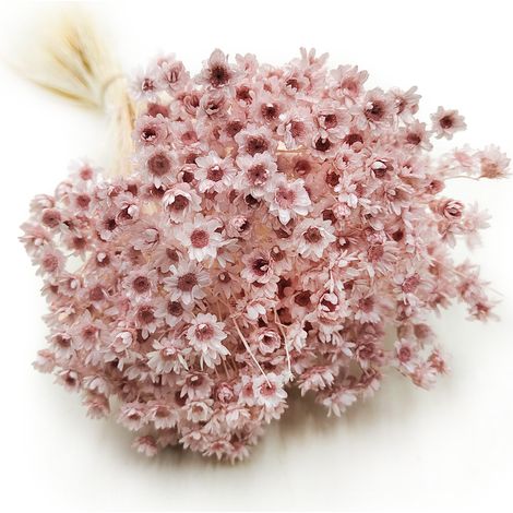 Getrocknete Glixia (Glycine Comanthera) – Pastellrosa (1/5)