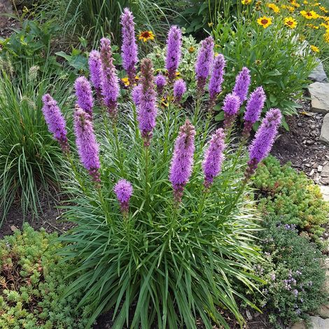 Bloomique - Lot de 6 - Liatris spicata 'Kobold' - Liatris en épi - Rustique - Vivace - Hauteur 10-20 cm - Pot 9 cm