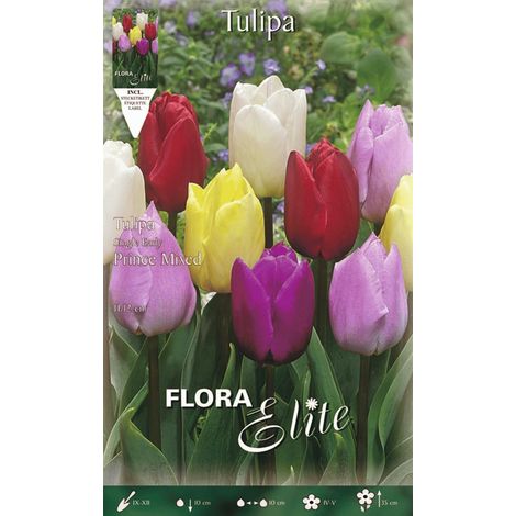 TULIPANO PRINCE MIX DI COLORI CONFEZIONE DA 7 BULBI AUTUNNALI BULBS BULBES