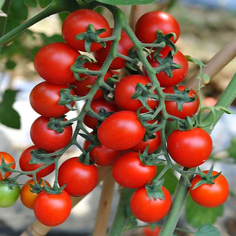 100 tomato seeds: growing in clusters with a sweet, refreshing taste suitable for trellis cultivation on balconies or in gardens (1/5)