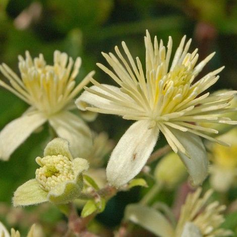 Clématite des bois - Clematis Vitalba  - 50-60 cm pot