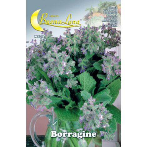 10PZ SEMI ORTO BORRAGINE (1/2)