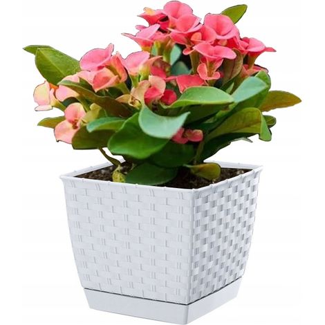 Vaso quadrato Ratolla - bianco - PP-DRLK165B (1/2)