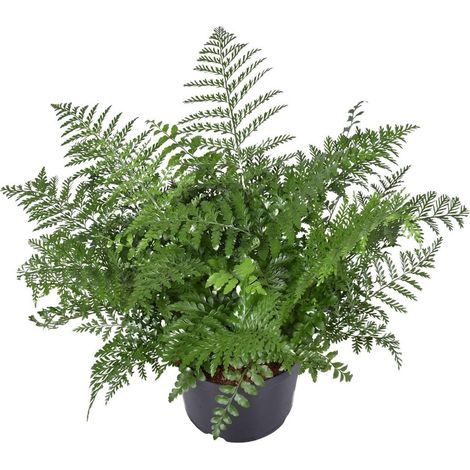 Asplenium Parvati Fougère d’Intérieur Feuillage Vert Décoratif Pot 23 cm Hauteur 55 cm - PANGIVO (1/4)