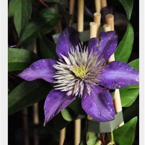 1 x Clématite 'Multi Blue' - BOSRANK - 50-60 cm en pot