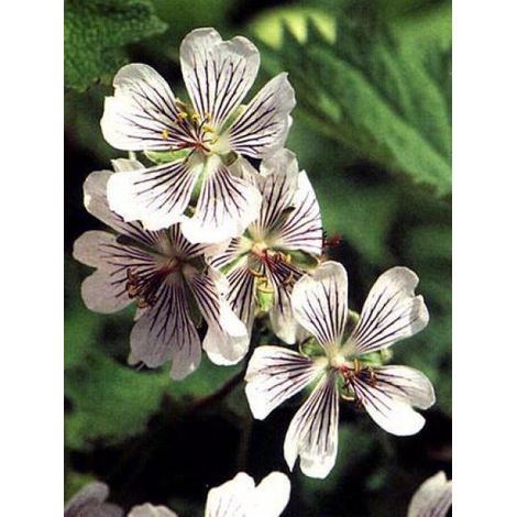 Géranium vivace à feuilles de crèpe Godet de 8/9 cm