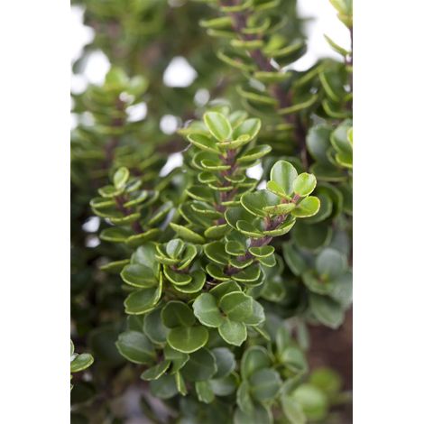 Berg-Ilex 'Mariesii' Ilex crenata 'Mariesii' C 10 80- 90 (1/3)