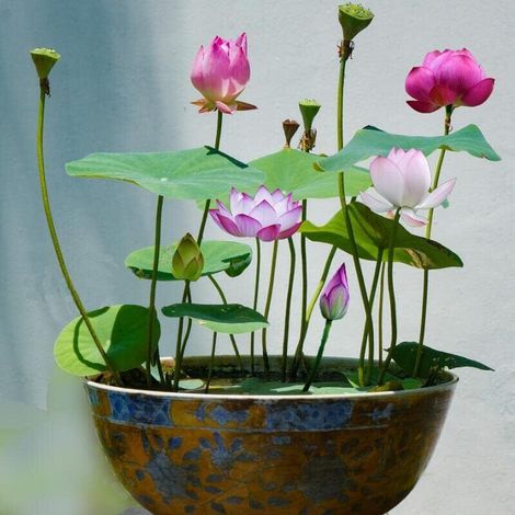 Graines de lotus nain – Lot de 30 graines pour plantes aquatiques, lotus bonsaï et nénuphars, idéales pour bassin et jardin domestique