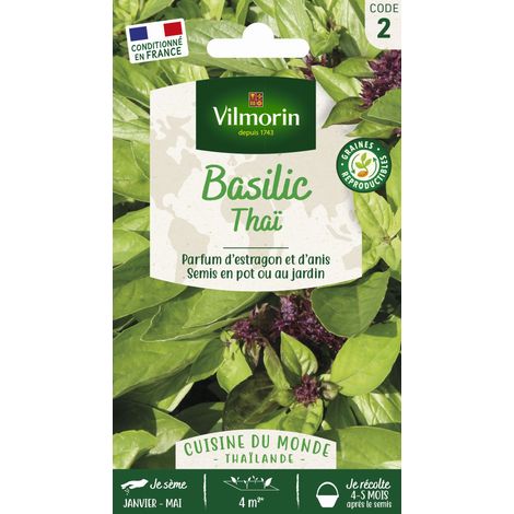 Vilmorin – Basilic thaï – Graines d'aromates – Plante annuelle à feuilles simples – Végétation rapide – Cultivable en pots
