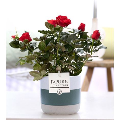 Rosier d'intérieur plante fleurie avec pot en céramique décoration rouge Ø 12 cm H 30 cm
