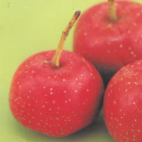 PIANTA DA FRUTTO AZZERUOLO ROSSO in vaso 20 - età 2/3 anni (foto reali)