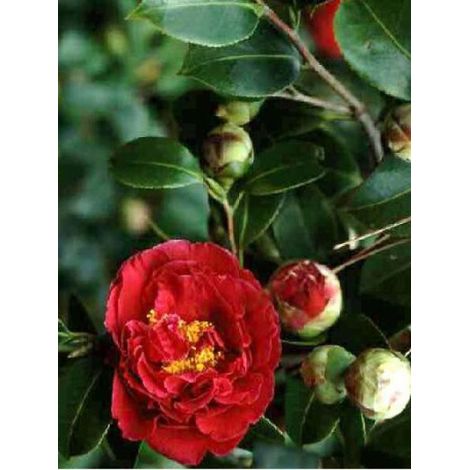 Camélia du Japon 'Blood of China' Pot de 2L/3L (1/2)