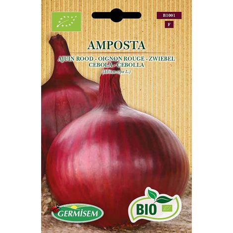 Graines Oignon rouge AMPOSTA