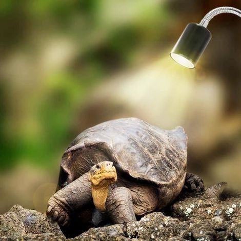 Lampe Reptiles Lampe Tortue Terrestre Chauffante pour Aquarium Éclairages 25W UVA UVB avec Base Longue 360° Rotation (1/4)