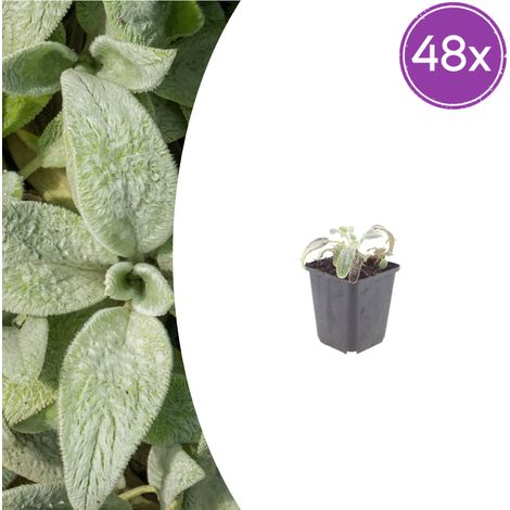 Lot de 48 Stachys byzantina 'Silver Carpet' Plante Couvre-sol Vivace Gris Argenté Pot Ø9cm - PANGIVO (1/5)
