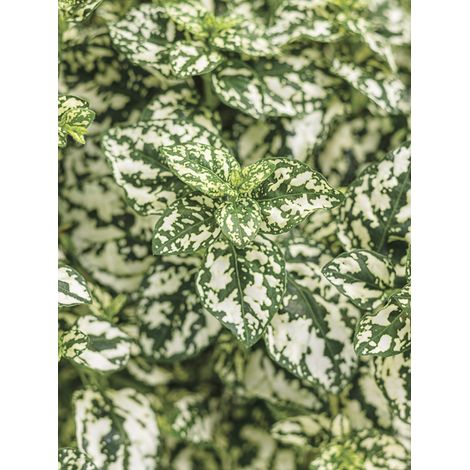 Plante aux ephélides 'Hippo White' Mini-motte Ø 3/4 cm, Plant vert de 5 à 10 cm de haut (par 3)
