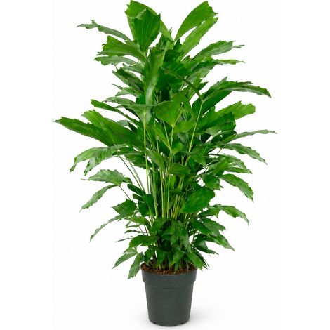 Bloomique - Caryota Mitis - Palmier queue de poisson - Palmier - Plante d'intérieur - Dépolluante - Facile d'entretien - Hauteur 110-120 cm - Pot 24 cm (1/5)