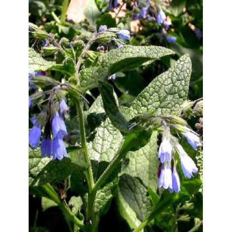 Consoude 'Hidcote Blue' Godet de 8/9 cm (1/2)