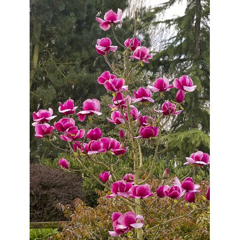 Magnolia 'Felix Jury' Pot de 4L/5L